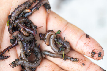 Lumbricus terrestris on hand