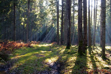 sun rays in the forest