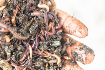 hand holding soil and Lumbricus terrestris