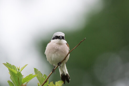 Loggerhead shrike on tree branch