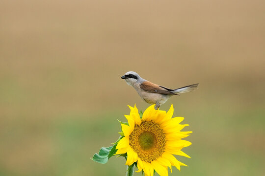 Loggerhead shrike perched on sunflower