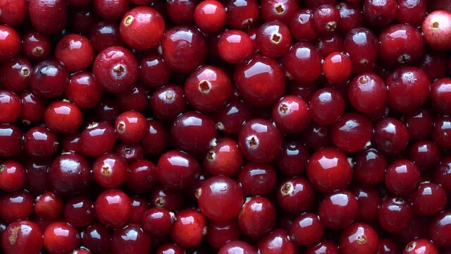 Harvest the red fresh cranberry, close up, top view. Beautiful texture with red berries background