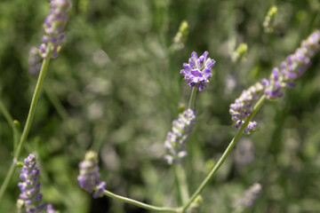Close up blooming lavender bush in the garden in summer.