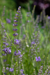 Natural background blooming lavender bush in the garden in summer. Vertical layout.