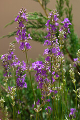 Poster blooming lavender on beige background.