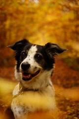 Fototapeta premium Hund im Wald
