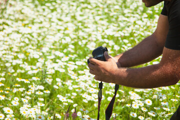 The photographer takes a photo in a chamomile field