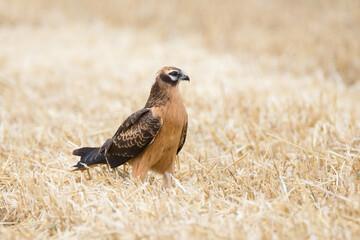 Montagu's harrier on brown grass
