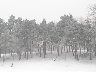 trees in snow