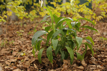 a pot with a potted flower stands in an autumn garden leaves fallen from trees