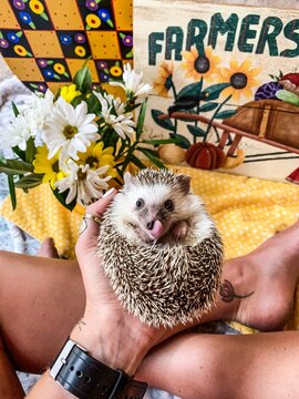 Person holding hedgehog