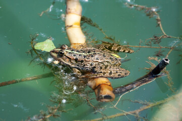 Green frog and toad on the water. Freshwater fauna. Reptile and amphibian. Aquatic world.