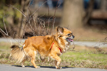 Pomeranian mix puppy running