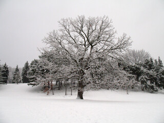 tree in snow
