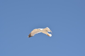 Gaviota volando