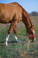 Obraz premium Grazing in the meadow 2