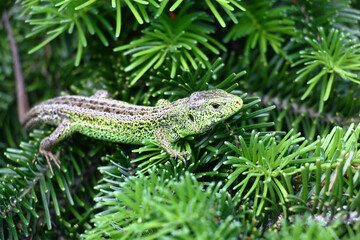 On green fluffy branches of a fir there is a little lizard with an original pattern on skin in gray-green colors.