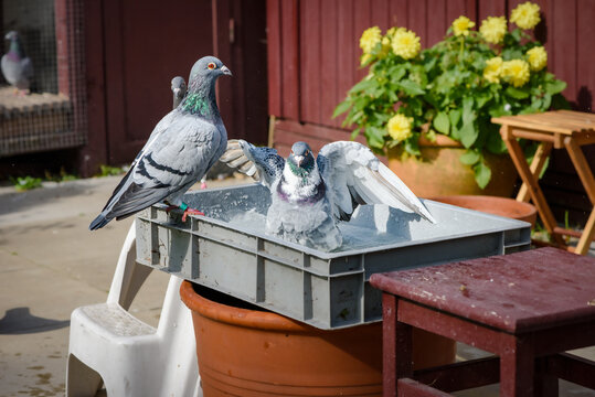 A few racing pigeons take a bath in front of their pigeon loft in the garden