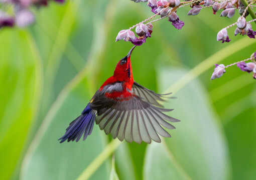 Red and blue hummingbird sucking a purple flowers