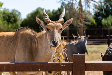 Tier im Safari Park