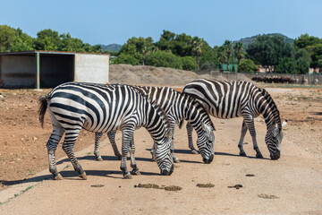 Fototapeta na wymiar Zebra in Safari Park