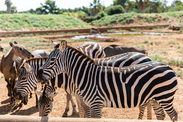 Fototapeta na wymiar Zebra in Safari Park