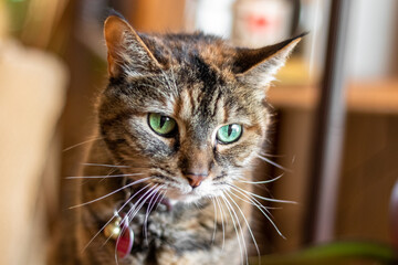 tabby cat with green eyes - 467217930