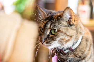 tabby cat with green eyes - 467217972