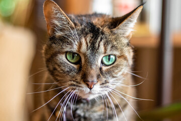 tabby cat with green eyes - 467217979