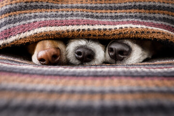 Three dogs under blanket showing noses