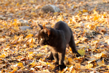 Black kitten sitting on the yellow leaves on a sunny fall day