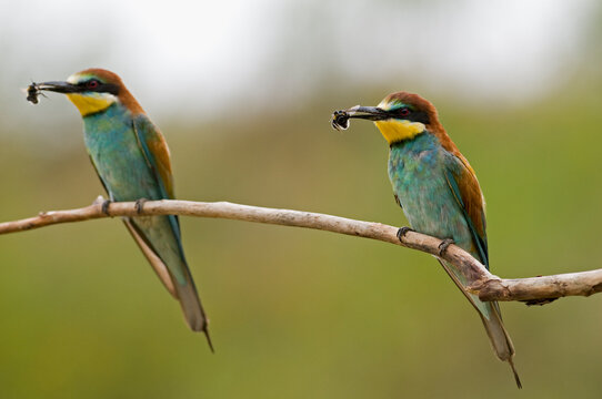 Two European bee-eater eating bees