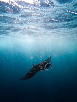 Underwater shot of manta rays