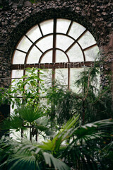 Fototapeta na wymiar Green leaves, tropical plant growing in greenhouse