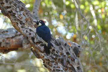 profile of woodpecker perched on a tree branch