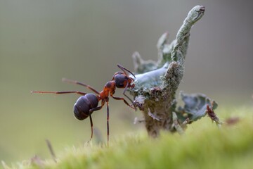 Drinking ant