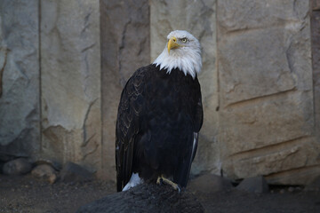 Bald eagle in the zoo.