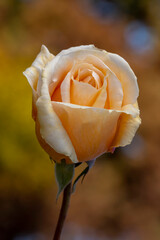 Orange rose in fall
