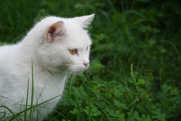 white cat on green grass 
