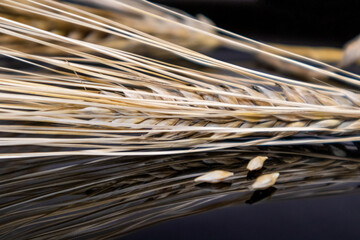 Gold dry wheat straws and seeds close-up on mirror glass background with reflection. Agriculture cereals kernels, summer harvest macro