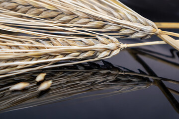 Gold dry wheat straws spikes close-up on black mirror glass background with reflection. Agriculture cereals crops seeds spikelets, summer harvest time