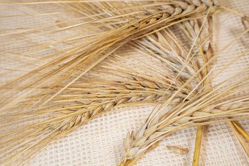 Gold dry wheat straws ears on burlap sackcloth background. Agriculture cereals kernels spikes...