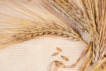 Gold dry wheat straws spikes and seeds close-up on rough sackcloth background. Agriculture grains...