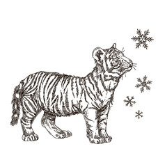 Fototapeta na wymiar White tiger cub looking at snowflake. Sketch. Engraving style. Vector illustration.