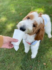 Parti Goldendoodle dog licking treat from cup at nature park in New Jersey