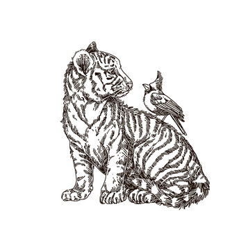 White tiger cub with cardinal bird. Sketch. Engraving style. Vector illustration.