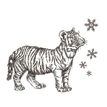 White tiger cub looking at snowflake. Sketch. Engraving style. Vector illustration.