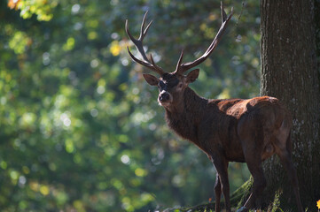 Naklejka premium Cerf