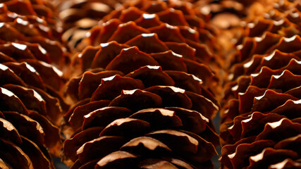 Nature background. Cones of coniferous trees close-up. Spruce cones
