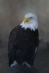 Bald eagle in the zoo.